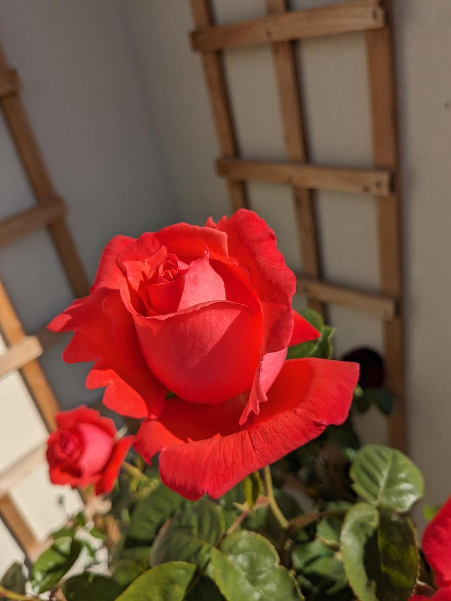Rosegarth Bed And Breakfast Marton  ภายนอก รูปภาพ